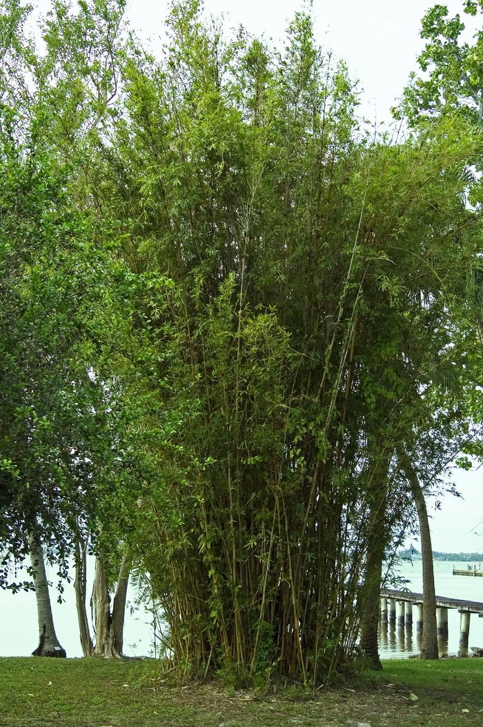 'Alphonse Karr' Bamboo - Bambusa glaucescens from RFGN readingfeedandgardennew Upgrade