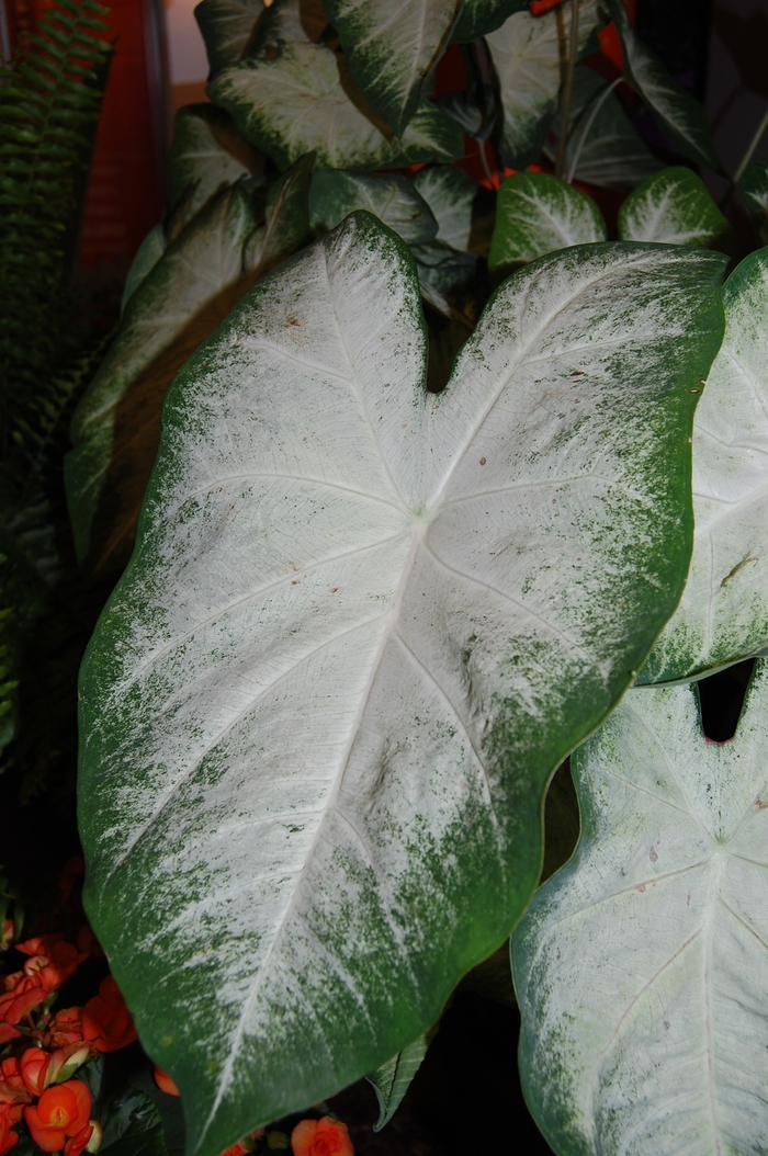 'Aaron' Fancy-Leaved Aaron Caladium - Caladium x hortulanum from RFGN readingfeedandgardennew Upgrade
