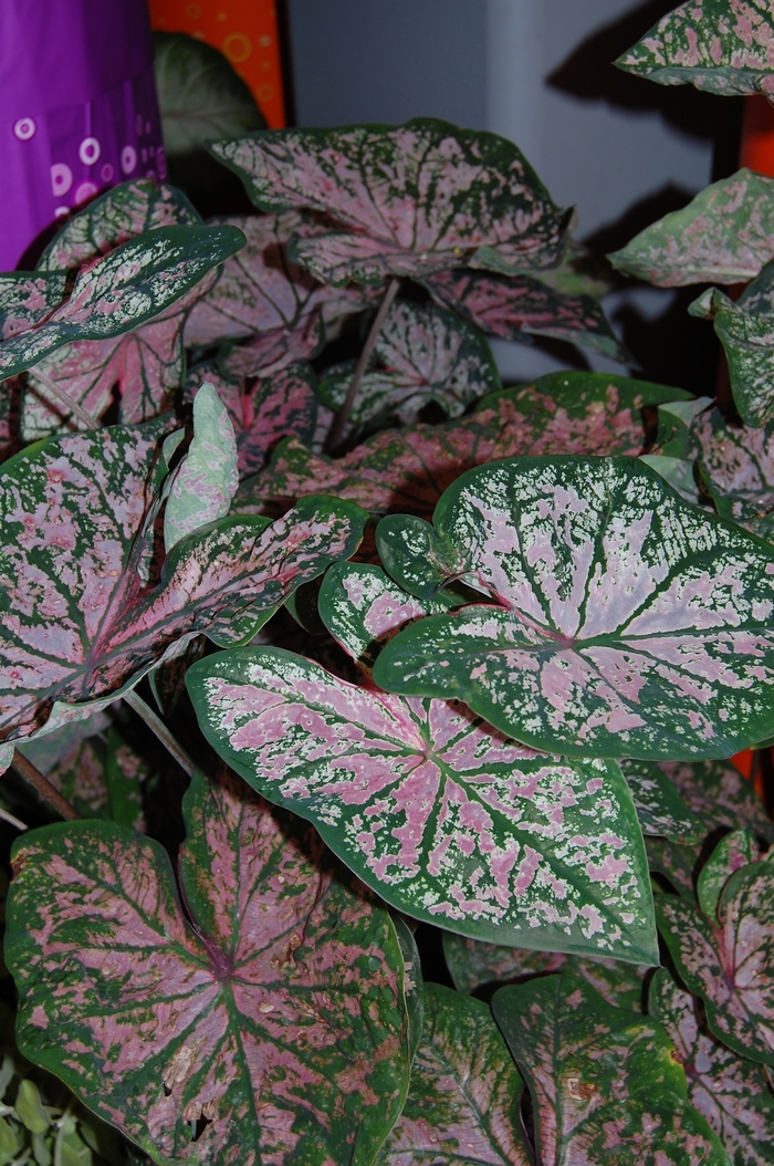 'Florida Elise' - Caladium x hortulanum from RFGN readingfeedandgardennew Upgrade