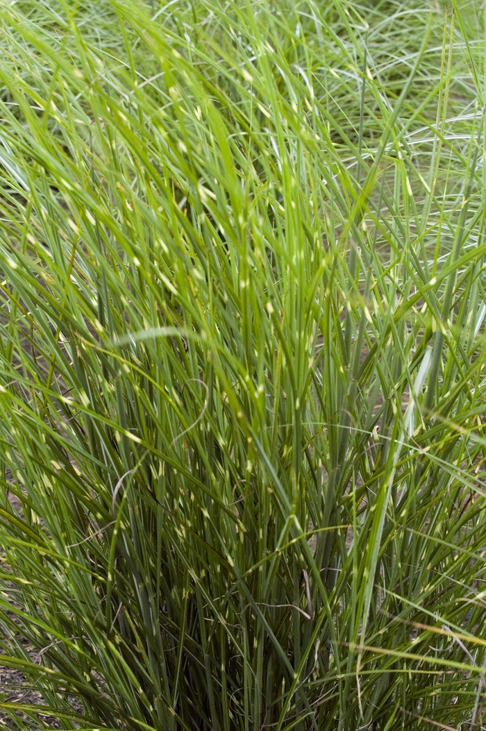 Maiden Grass - Miscanthus sinensis 'Border Bandit' from RFGN readingfeedandgardennew Upgrade