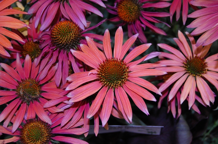 Coneflower - Echinacea Hot Summer from RFGN readingfeedandgardennew Upgrade