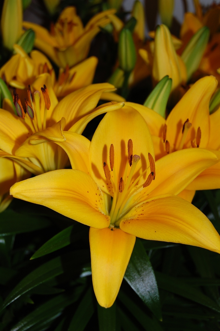 Lily Looks Tiny Bee - Lilium asiaticum 'Tiny Bee' PP16.255 (Asiatic Lily) from RFGN readingfeedandgardennew Upgrade