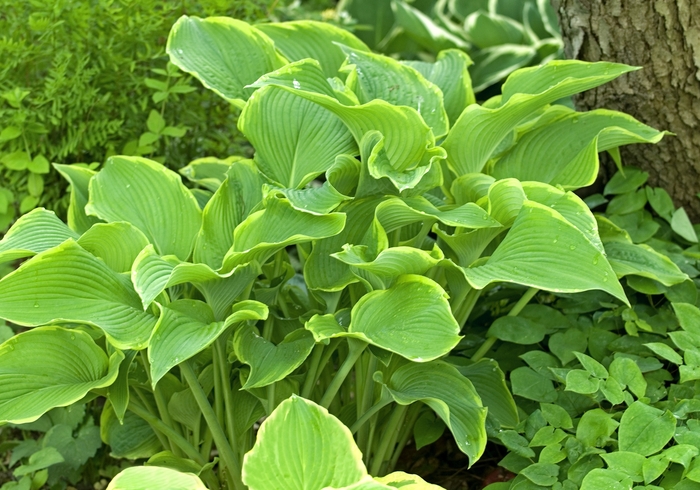 Abba Dabba do Hosta, Plantain Lily - Hosta ''Abba Dabba do'' (Hosta, Plantain Lily) from RFGN readingfeedandgardennew Upgrade