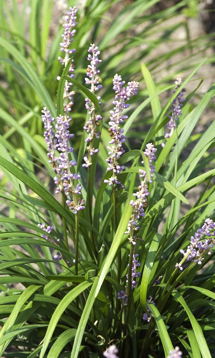 Big Blue Liriope - Liriope muscari 'Big Blue' from RFGN readingfeedandgardennew Upgrade
