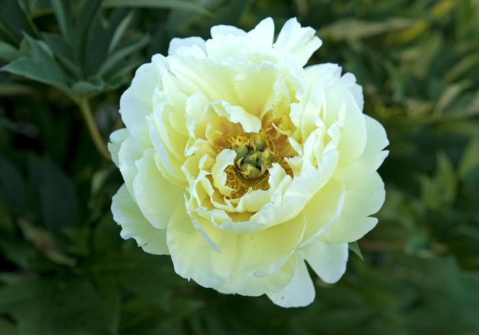 'Bartzella' - Paeonia hybrid from RFGN readingfeedandgardennew Upgrade