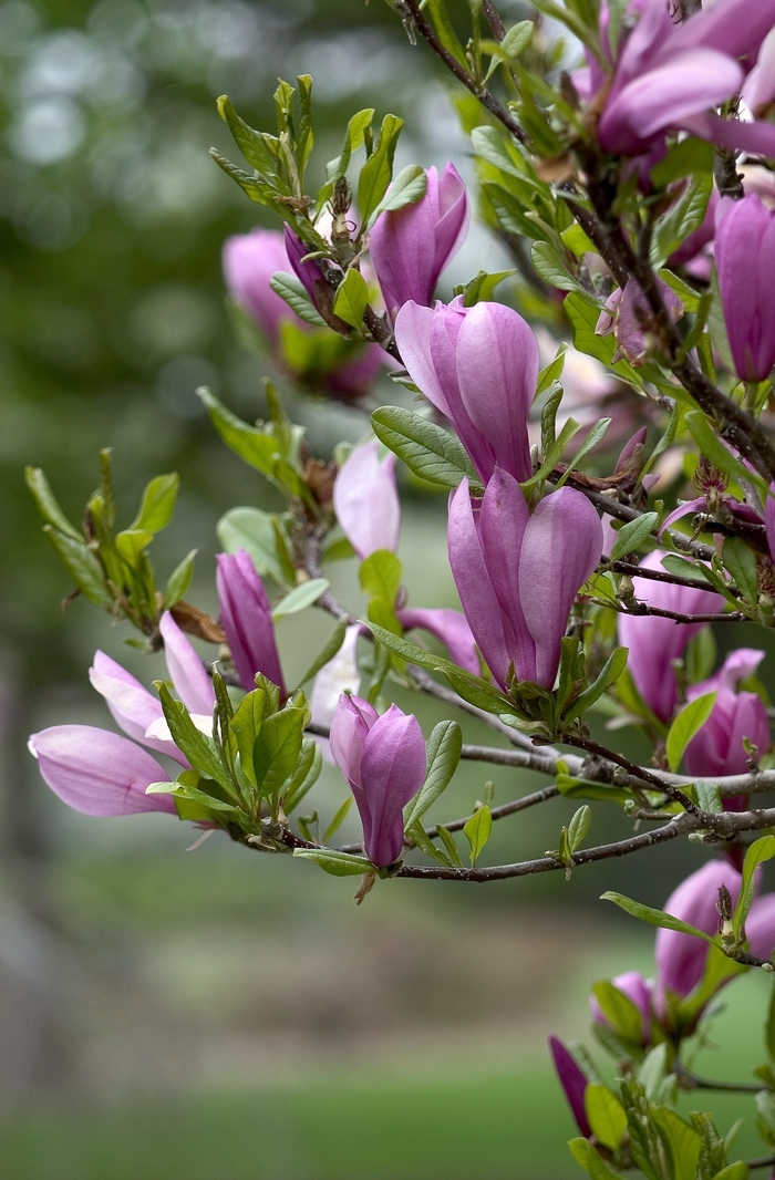 Magnolia - Magnolia 'Ann' from RFGN readingfeedandgardennew Upgrade