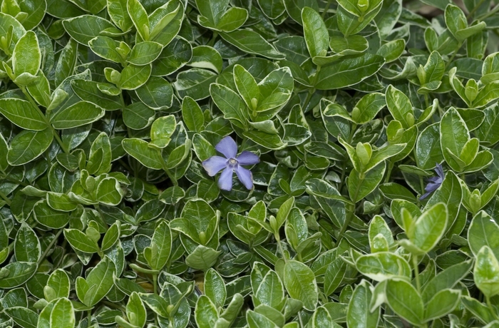 White variegated Vinca - Vinca minor ''Ralph Shugert'' from RFGN readingfeedandgardennew Upgrade