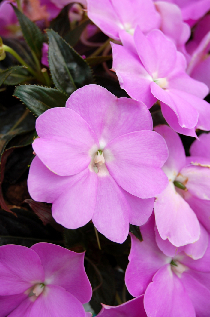 Tropix® Lilac New Guinea Impatiens - Impatiens 'Tropix® Lilac' (New Guinea Impatiens) from RFGN readingfeedandgardennew Upgrade