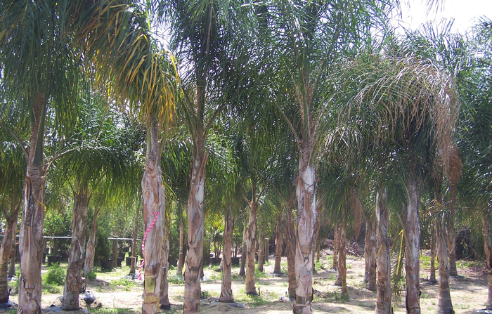 Queen Palm - Arecastrum romanzoffianum from RFGN readingfeedandgardennew Upgrade