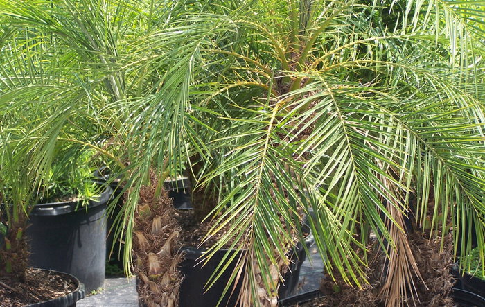 Pygmy Date Palm - Phoenix roebelenii '' from RFGN readingfeedandgardennew Upgrade