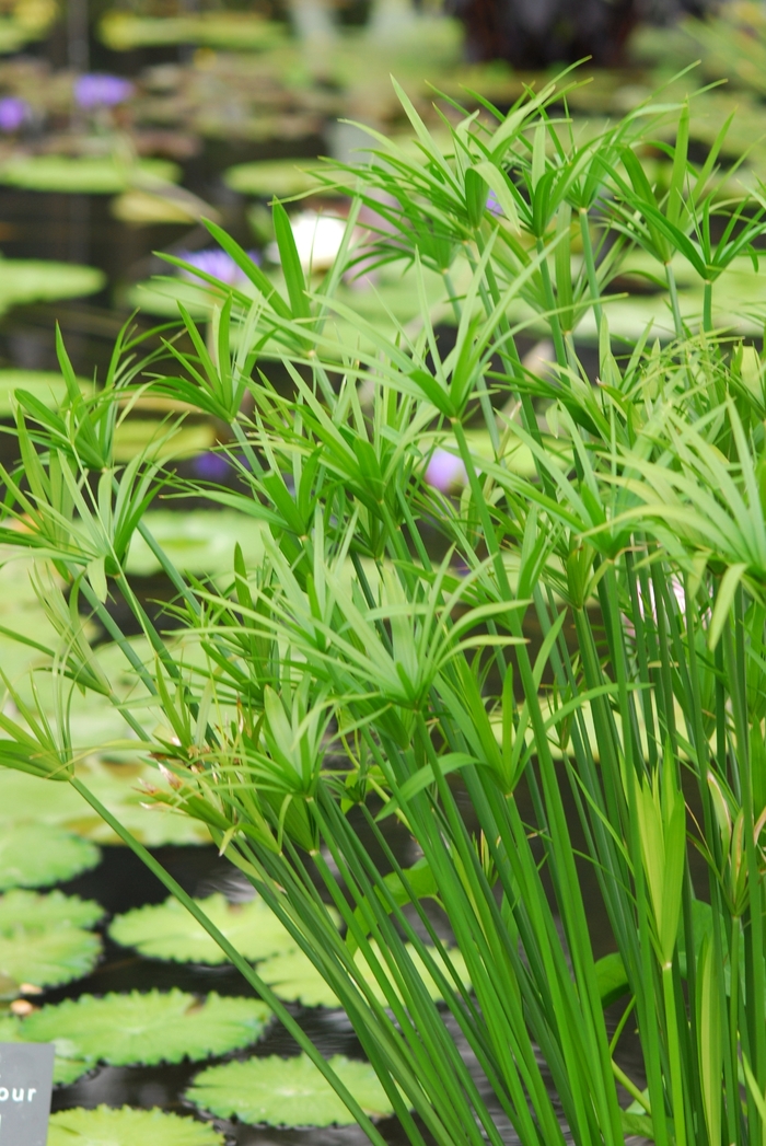 Umbrella Plant - Cyperus alternifolis from RFGN readingfeedandgardennew Upgrade