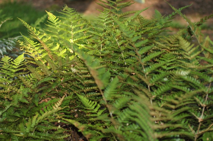 Autumn Fern - Dryopteris erythrosora (Autumn Fern) from RFGN readingfeedandgardennew Upgrade