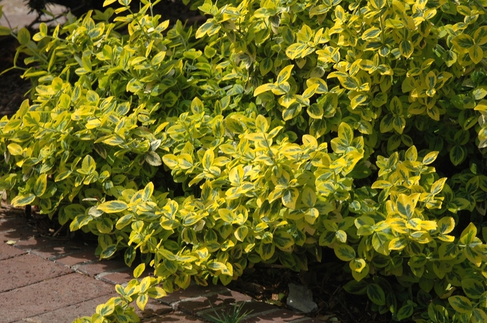 Wintercreeper Euonymus - Euonymus fortunei 'Emerald n' Gold' from RFGN readingfeedandgardennew Upgrade