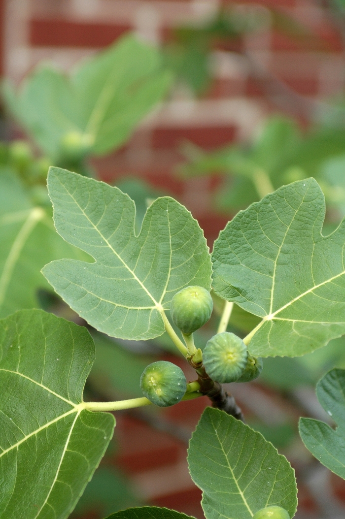 Brown Turkey Fig - Ficus carica 'Brown Turkey' from RFGN readingfeedandgardennew Upgrade