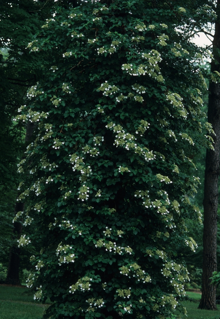 Climbing Hydrangea - Hydrangea anomala subsp. petiolaris from RFGN readingfeedandgardennew Upgrade