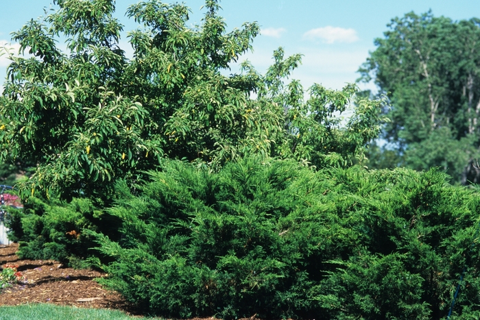 Sea Green Juniper - Juniperus chinensis ''Sea Green'' from RFGN readingfeedandgardennew Upgrade