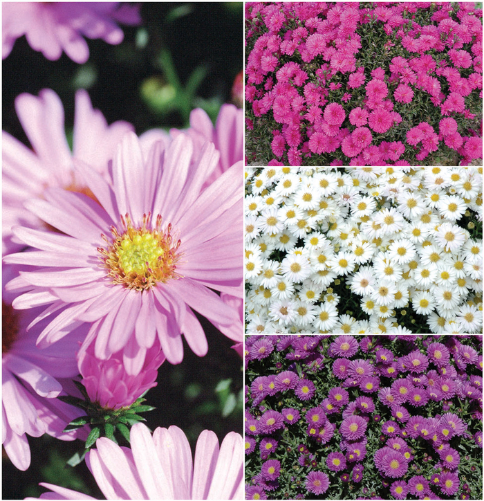 'Multiple Varieties' - Aster from RFGN readingfeedandgardennew Upgrade