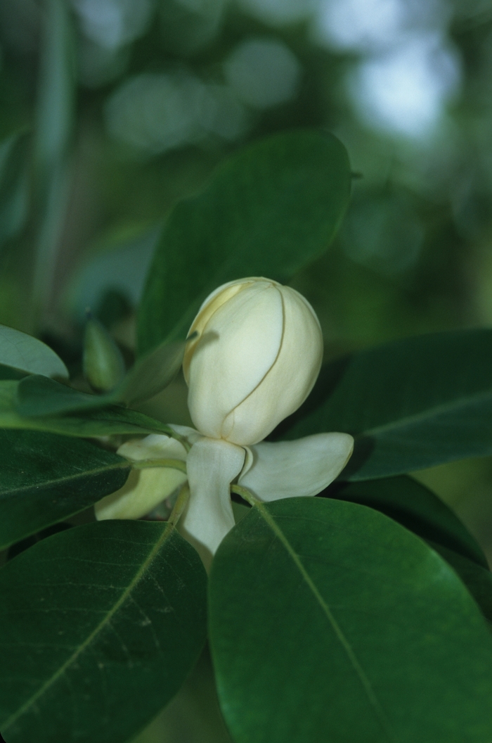 Sweetbay Magnolia - Magnolia virginiana from RFGN readingfeedandgardennew Upgrade