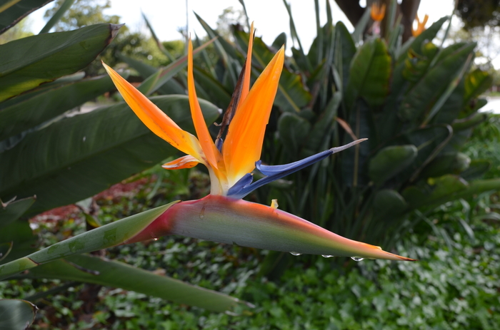 Tropical Bird of Paradise - Strelitzia reginae from RFGN readingfeedandgardennew Upgrade