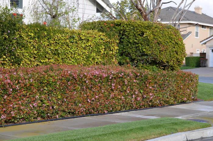 Edward Goucher Abelia - Abelia x grandiflora 'Edward Goucher' from RFGN readingfeedandgardennew Upgrade