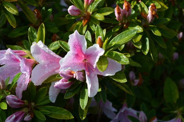 'George L. Taber' - Rhododendron hybrid from RFGN readingfeedandgardennew Upgrade