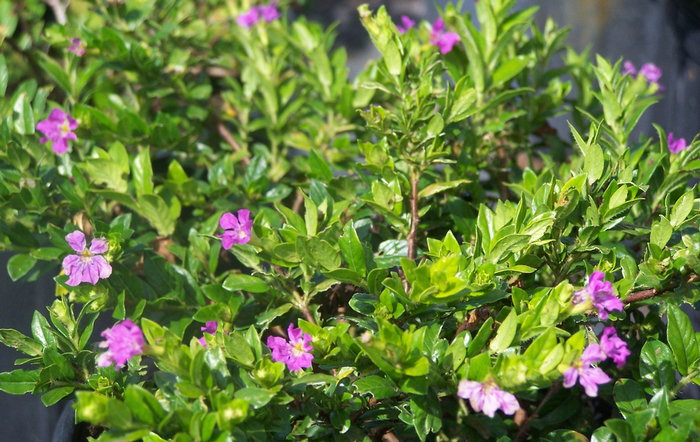 Mexican Heather - Cuphea hyssopifolia from RFGN readingfeedandgardennew Upgrade