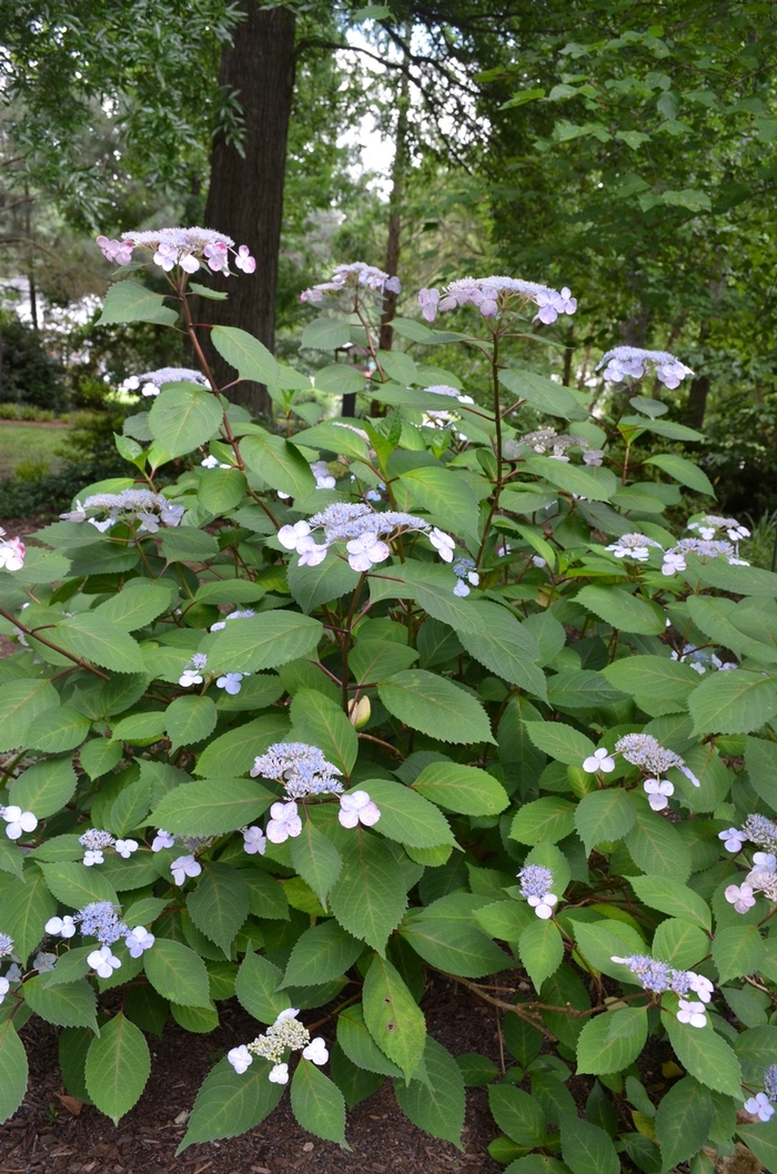 Lady in Red Hydrangea - Hydrangea macrophylla 'Lady in Red' from RFGN readingfeedandgardennew Upgrade