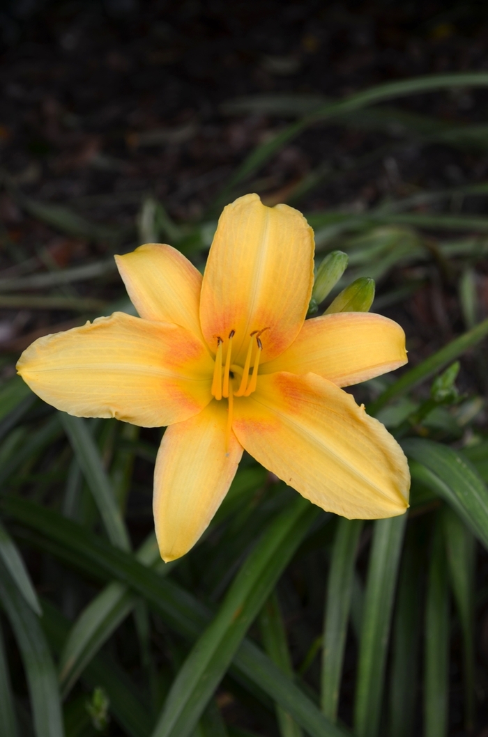 Yellow Hybrid Daylily - Hemerocallis from RFGN readingfeedandgardennew Upgrade