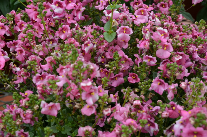 Diamonte&trade; - Diascia barberae 'Lavendar Pink' from RFGN readingfeedandgardennew Upgrade