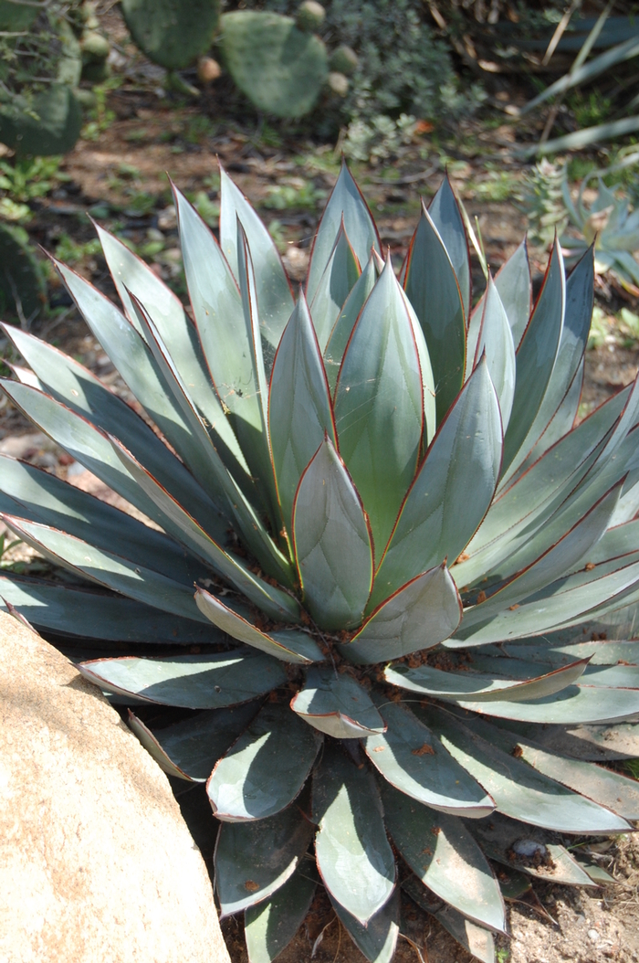 Agave 'Blue Glow' - Succulent from RFGN readingfeedandgardennew Upgrade