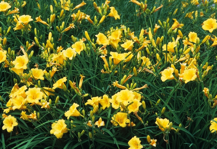 Daylily - Hemerocallis 'Stella d' Oro' from RFGN readingfeedandgardennew Upgrade