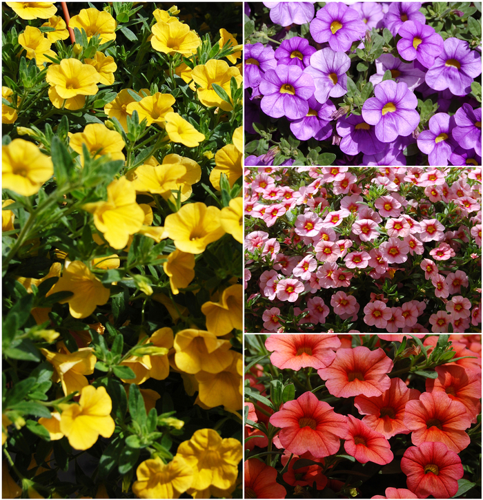 Aloha™ Calibrachoa - Multiple Varieties from RFGN readingfeedandgardennew Upgrade