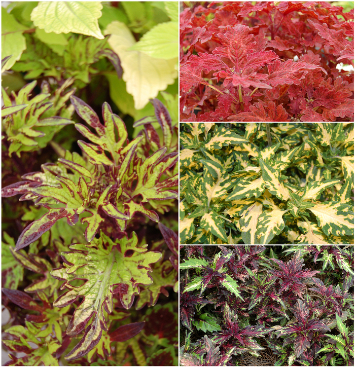 Stained Glassworks™ - Coleus - Multiple Varieties from RFGN readingfeedandgardennew Upgrade