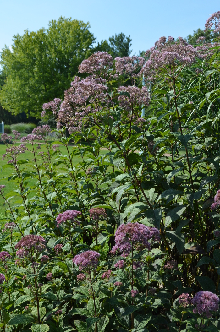 'Gateway' - Eupatorium purpureum ssp. maculatum (Spotted Joe Pye Weed) from RFGN readingfeedandgardennew Upgrade