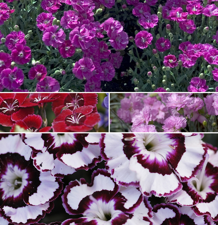 Dianthus - Multiple Varieties from RFGN readingfeedandgardennew Upgrade