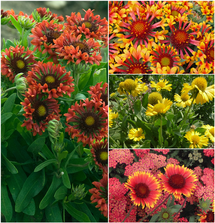 Gaillardia - Blanket Flower - Gaillardia 'Multiple Varieties' from RFGN readingfeedandgardennew Upgrade