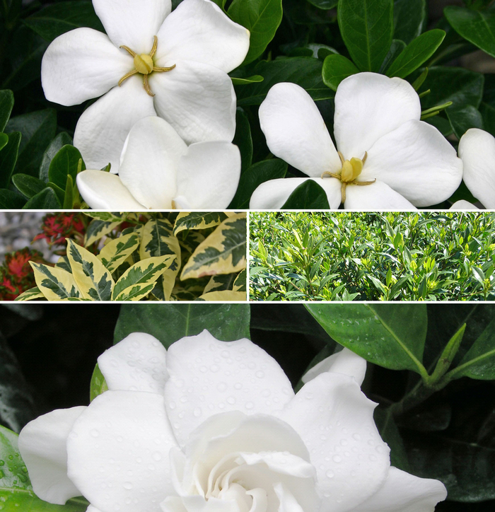 Gardenia Standard - Multiple Varieties from RFGN readingfeedandgardennew Upgrade