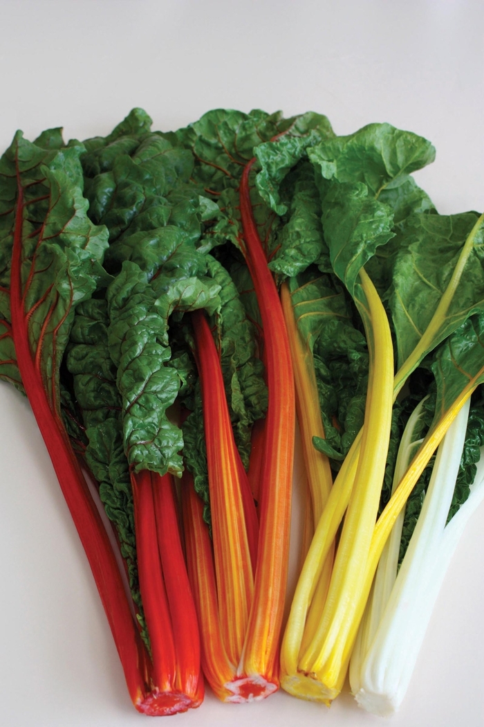 Celebration - Swiss Chard from RFGN readingfeedandgardennew Upgrade