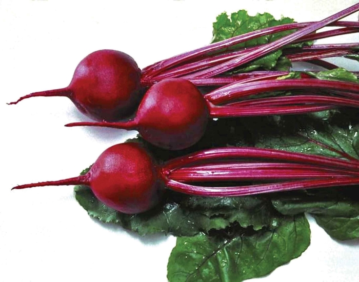 Solo F1 - Beet from RFGN readingfeedandgardennew Upgrade