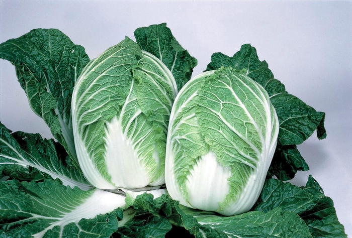 China Express F1 - Chinese Cabbage from RFGN readingfeedandgardennew Upgrade