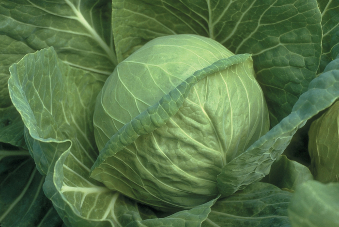 Fast Vantage Cabbage - Brassica oleracea var. capitat from RFGN readingfeedandgardennew Upgrade