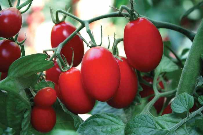 'Amai' Tomato - Lycopersicon esculentum from RFGN readingfeedandgardennew Upgrade