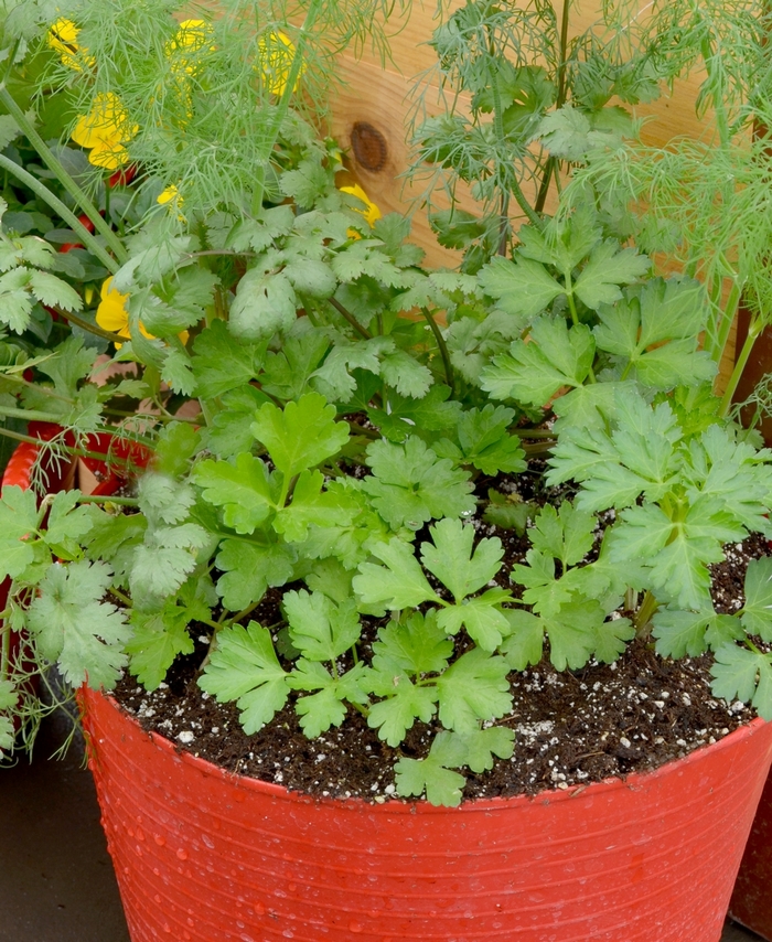  - Herb 'Mixed Herb Container' from RFGN readingfeedandgardennew Upgrade