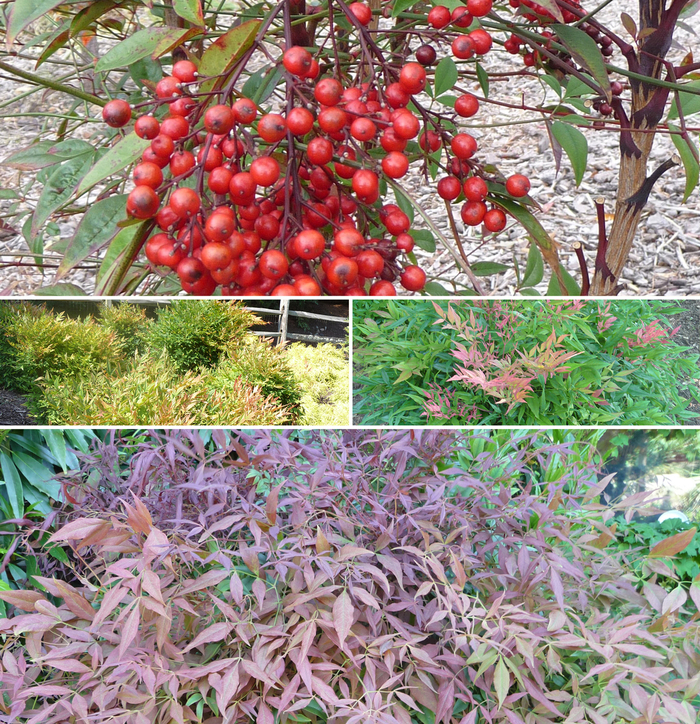 Nandina - Multiple Varieties from RFGN readingfeedandgardennew Upgrade