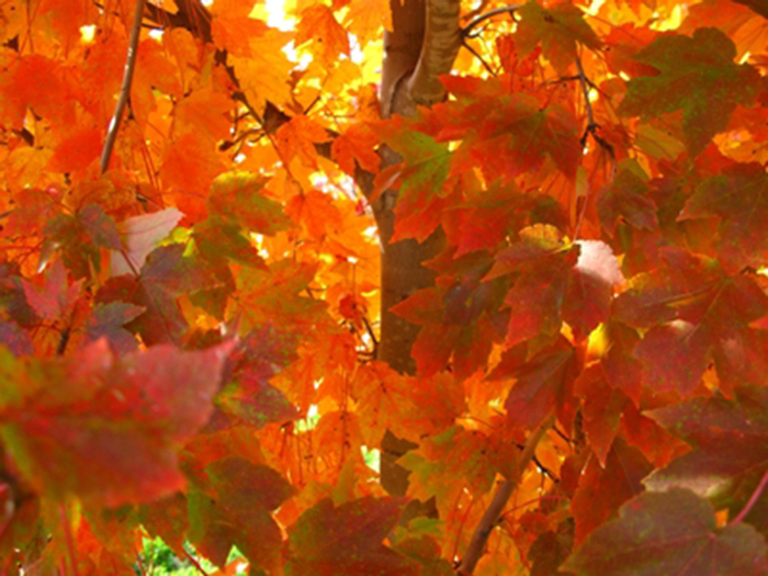'October Glory' Red Maple - Acer rubrum from RFGN readingfeedandgardennew Upgrade