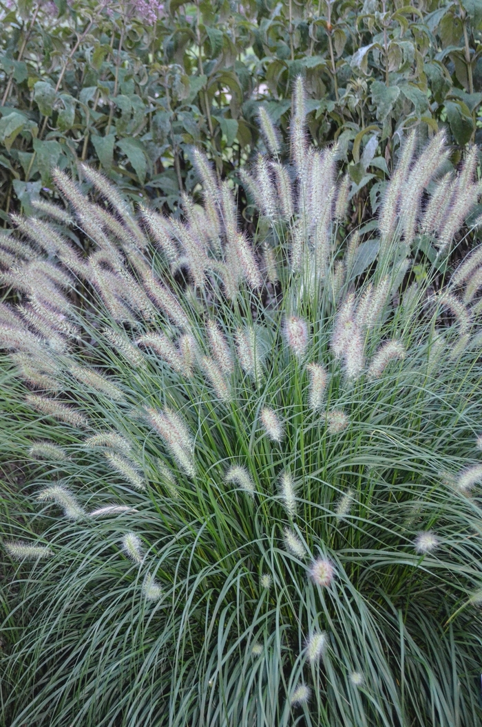 Dwarf Fountain Grass - Pennisetum alopecuroides 'Hameln' from RFGN readingfeedandgardennew Upgrade