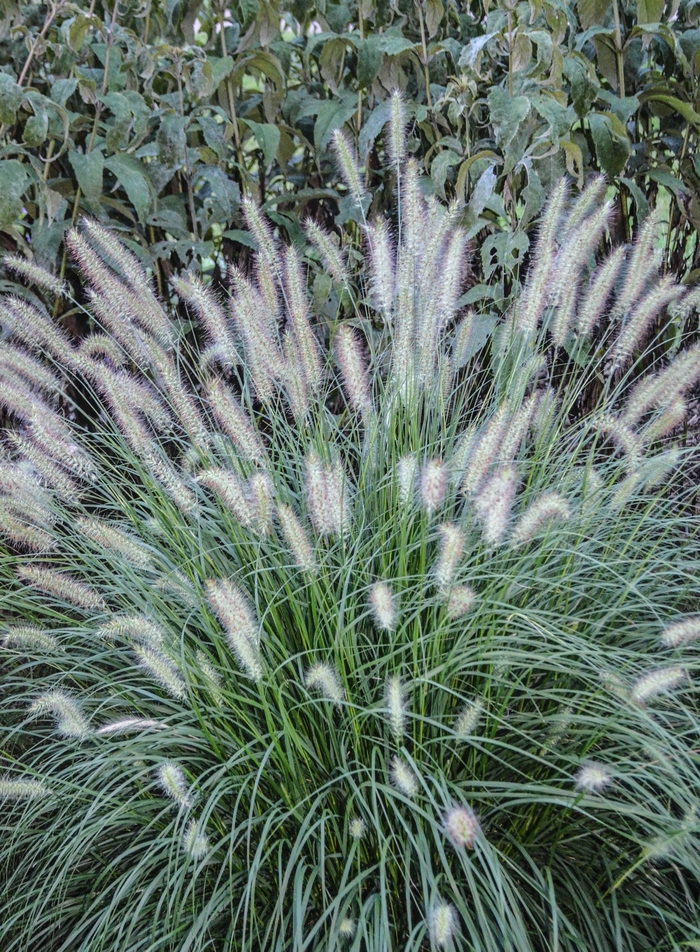 Dwarf Fountain Grass - Pennisetum alopecuroides 'Hameln' from RFGN readingfeedandgardennew Upgrade