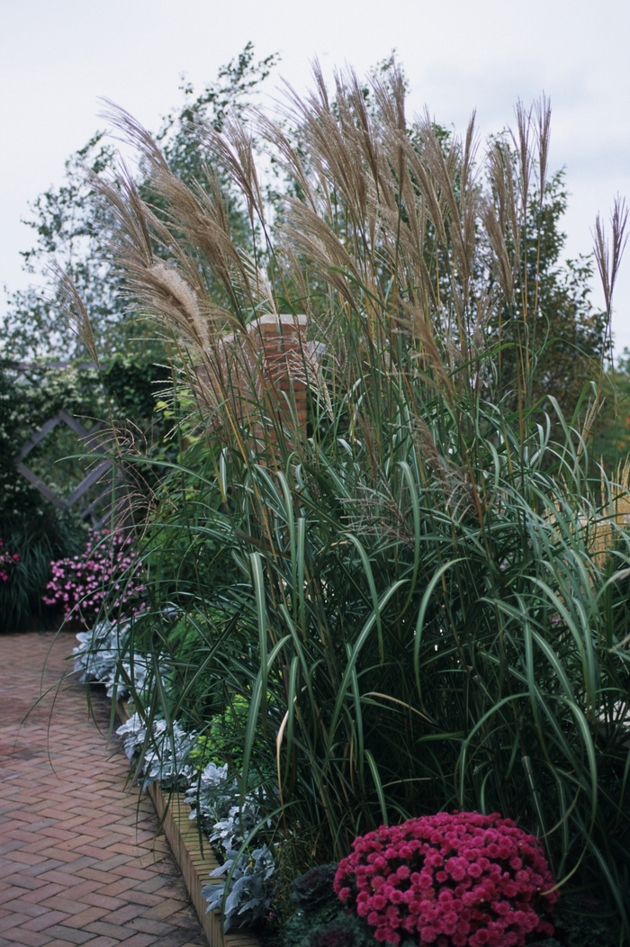 'Rigoletto' Rigoletto Grass - Miscanthus sinensis from RFGN readingfeedandgardennew Upgrade