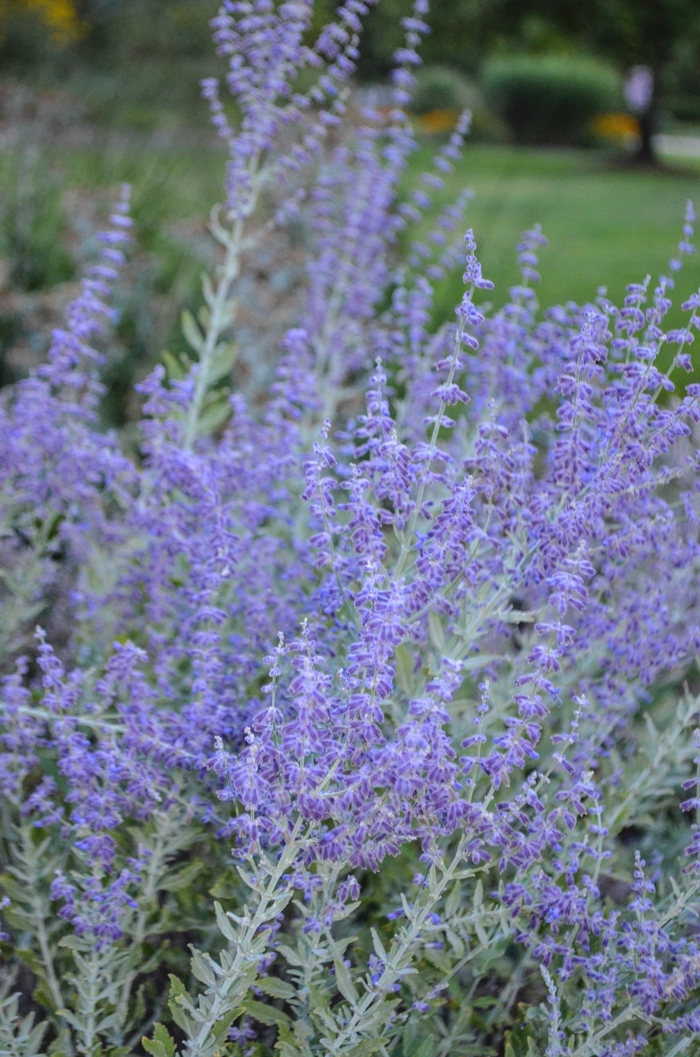 Russian Sage - Perovskia atriplicifolia from RFGN readingfeedandgardennew Upgrade