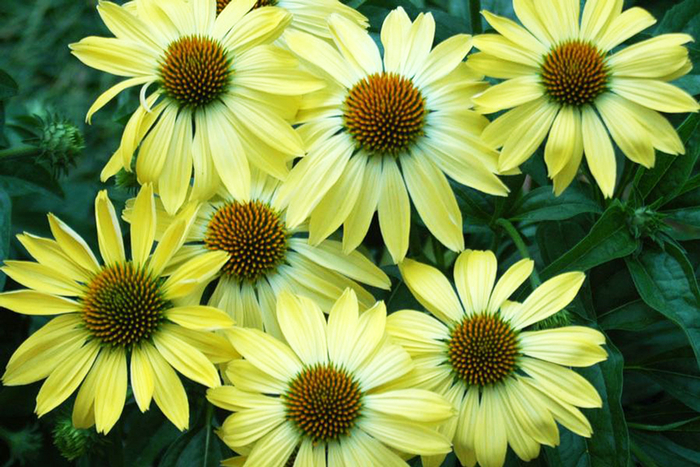 Coneflower 'Sunrise' - Echinacea Big Sky™ 'Sunrise' from RFGN readingfeedandgardennew Upgrade